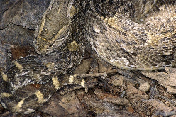 African common puff adder
