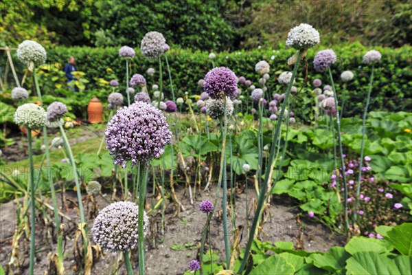 Flowering bulbs