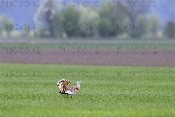 Great bustard