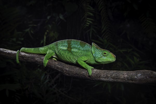 Parson's chameleon male