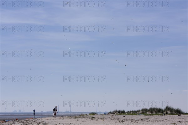 Tourist in the breeding colony of the Little Tern