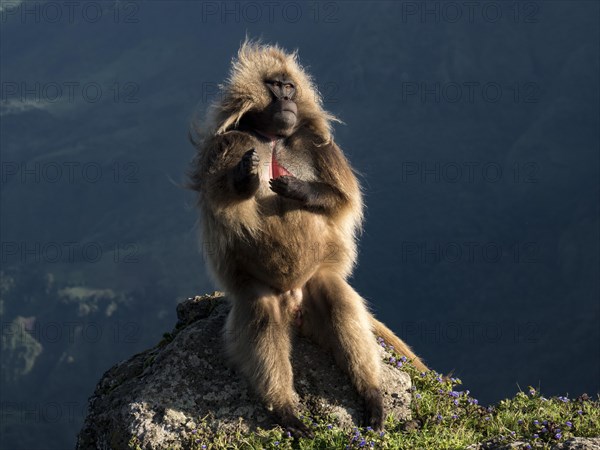 Gelada baboon