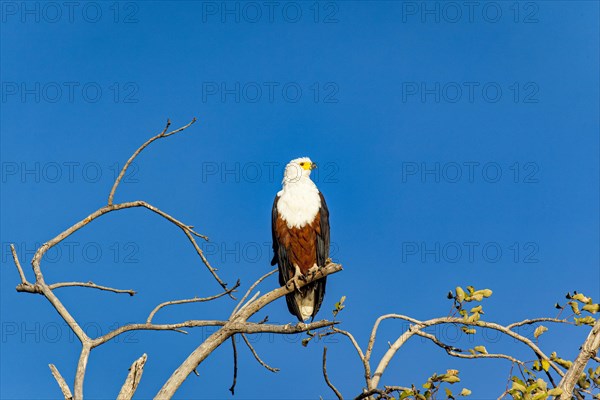 African fish eagle