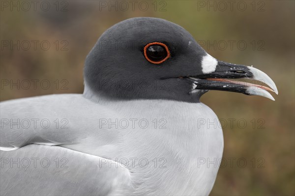 Swallow-tailed Gull