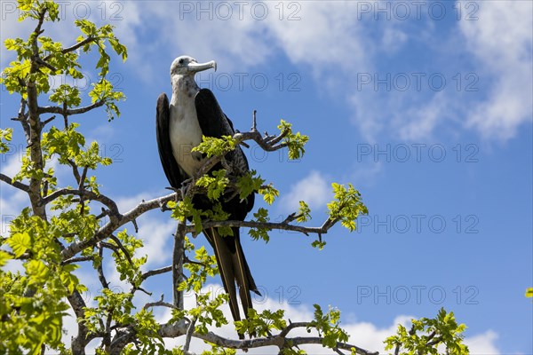 Albatross