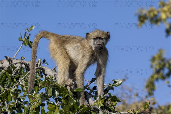 Western green monkey