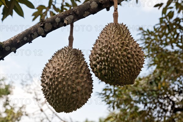 Durian