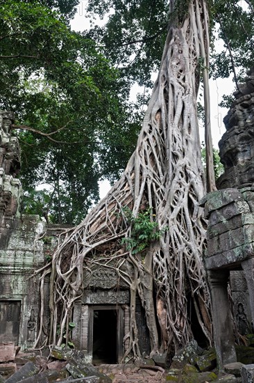 Angkor Ta Prohm