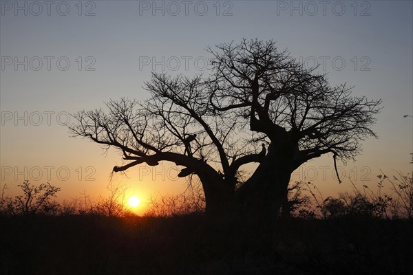 African baobab