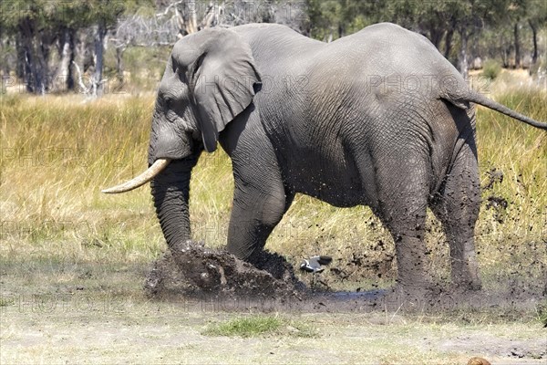 African elephant