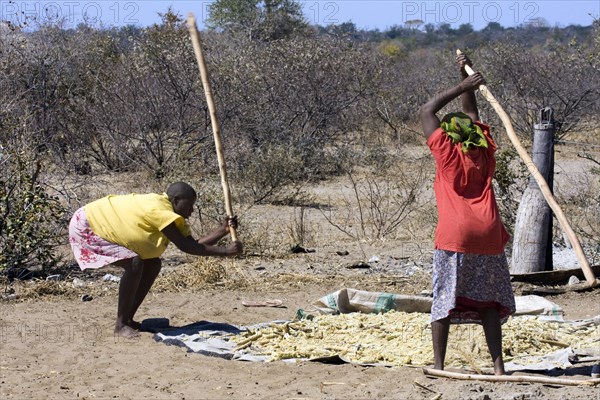 Women threshing maize