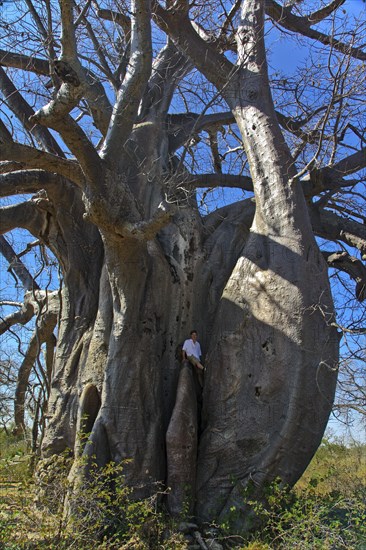 African baobab