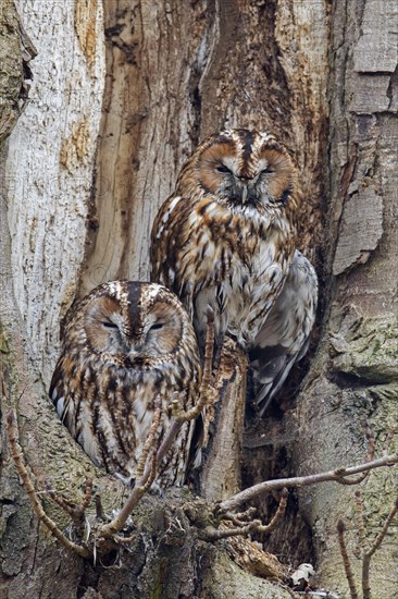 Tawny owl