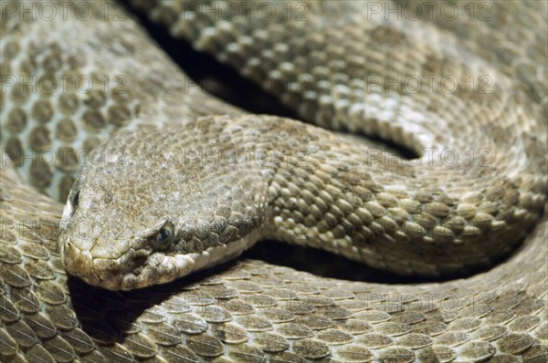 Close-up of Arizona spotted rattlesnake
