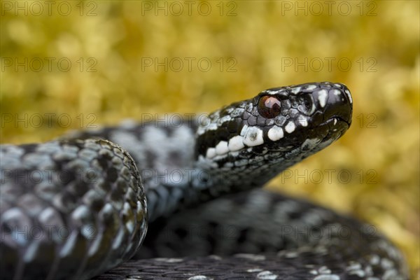 Common European Adder