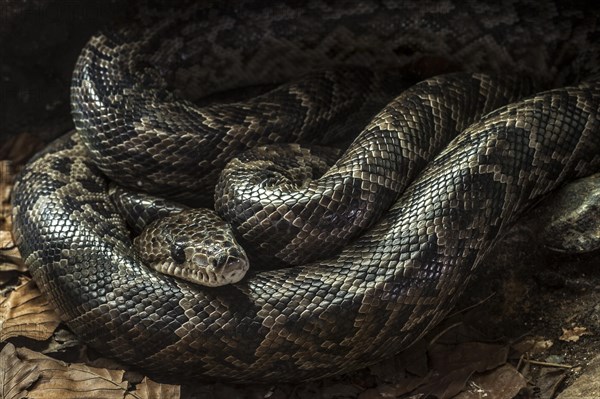 Cuban boa