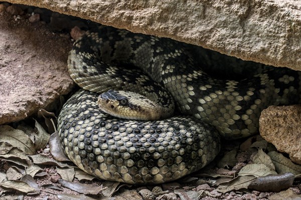 Northern black-tailed rattlesnake