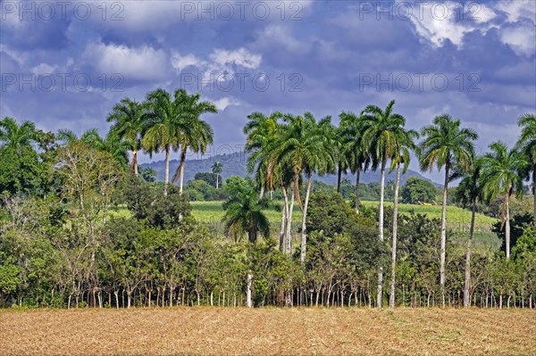 Farmland and palm trees along the Carretera Central
