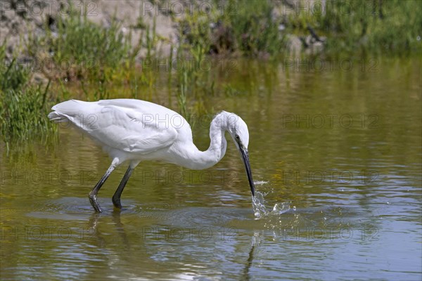 Little egret