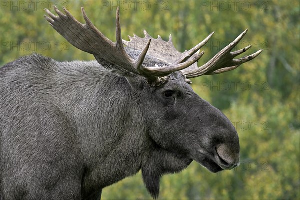 Moose