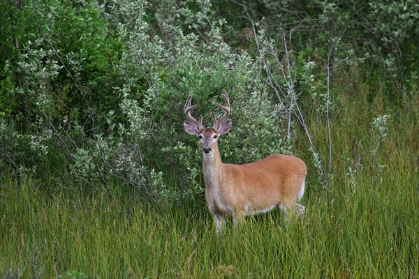 Whitetail deer