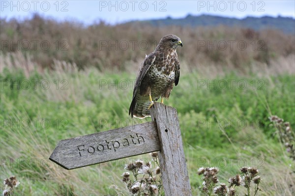 Common buzzard