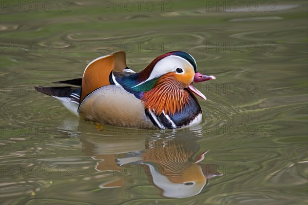 Mandarin duck