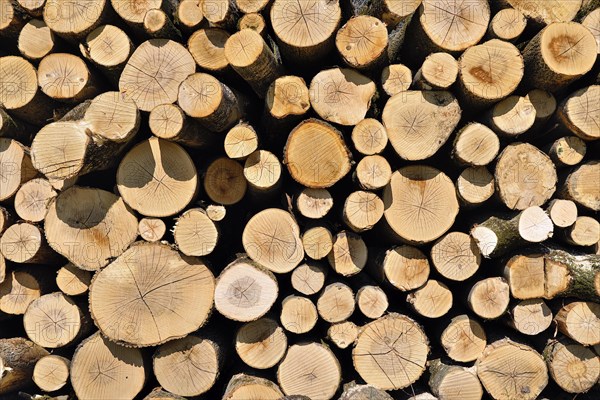 Detail of a woodpile in the Amperauen