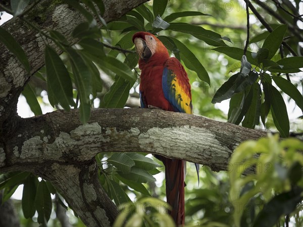 Scarlet macaw