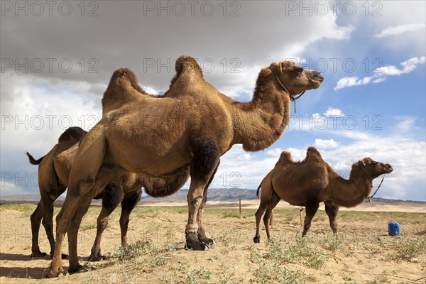 Camels