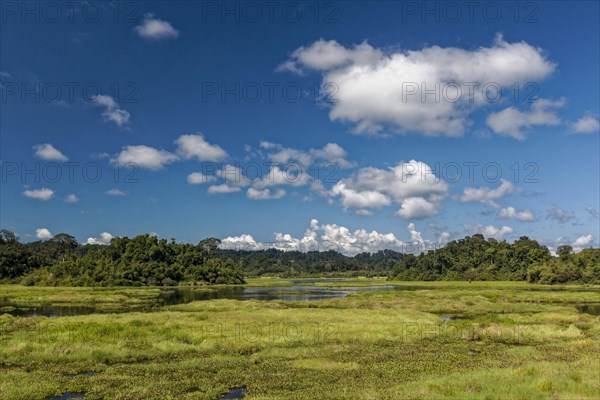 Swampy landscape