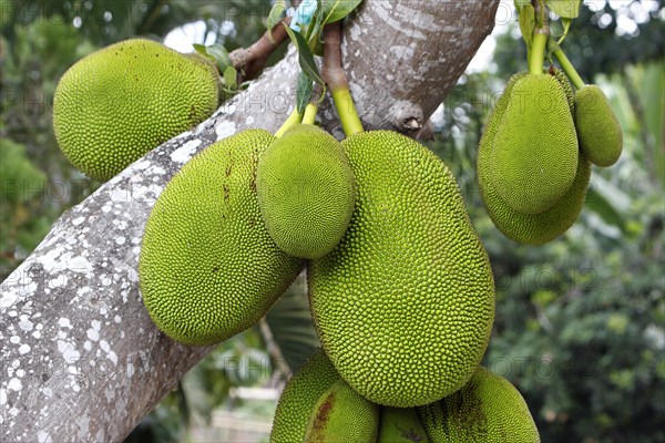 Jackfruit tree