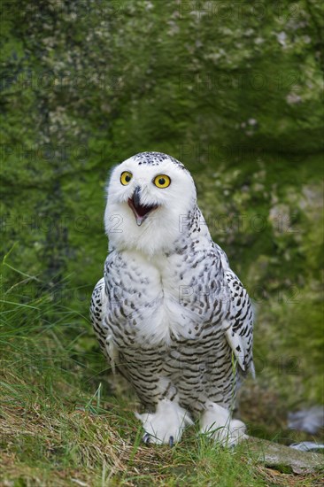 Snowy owl