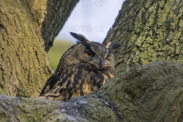 Eurasian eagle-owl