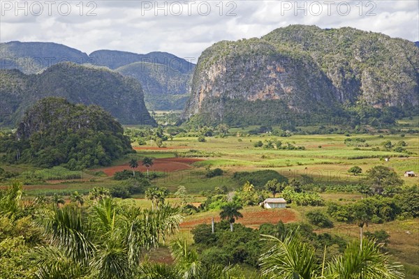 Traditional agriculture in the Vinales Valley