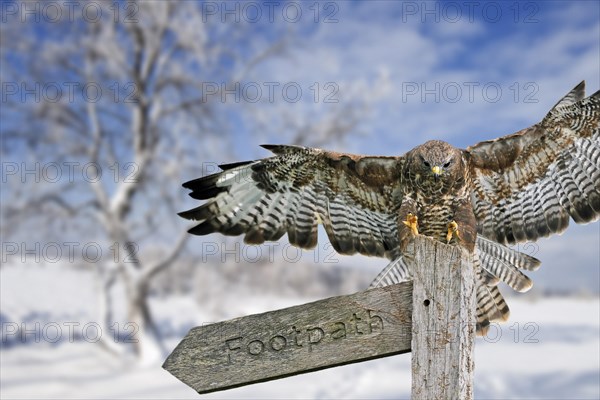 Common buzzard