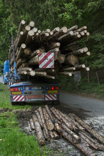 Red and white striped rear load marker after loading felled tree trunks on logging truck in forest