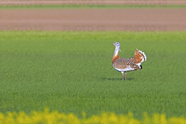 Great bustard