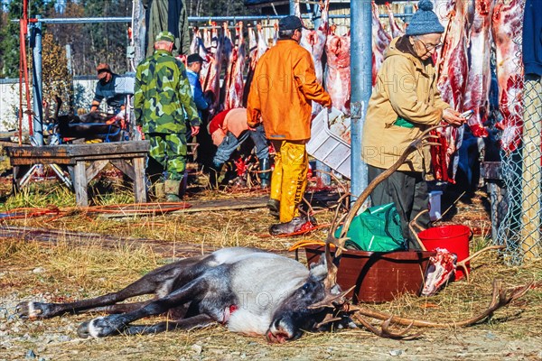 Reindeer slaughter with a bull on the ground by Sami people in autumn