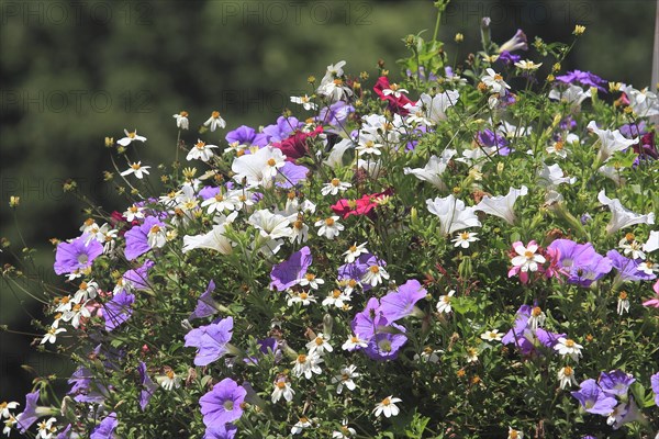 Miscellaneous Petunias