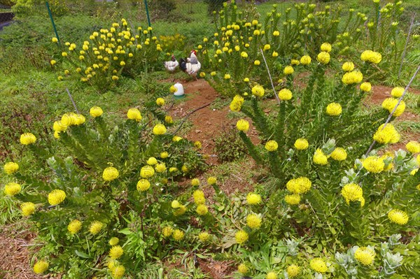 Chicken garden