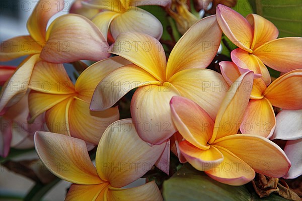 Frangipani