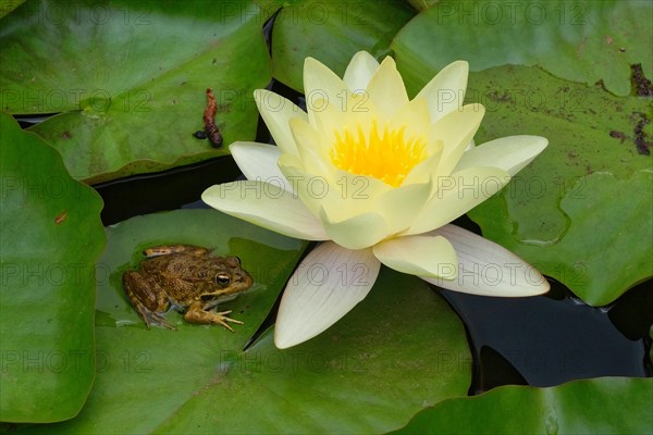 Water lilies