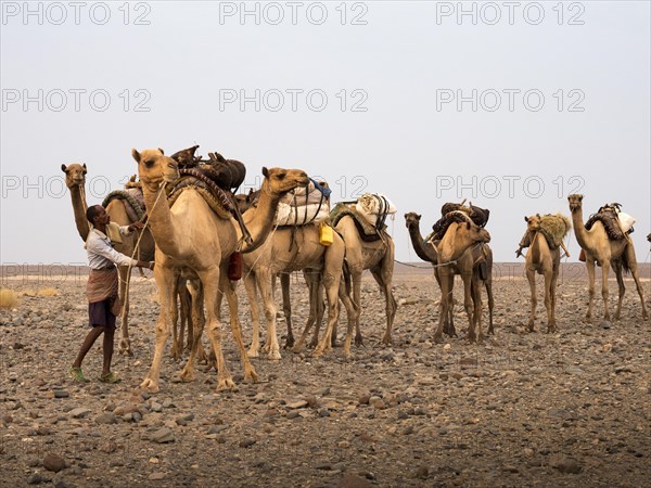 Camel Caravan