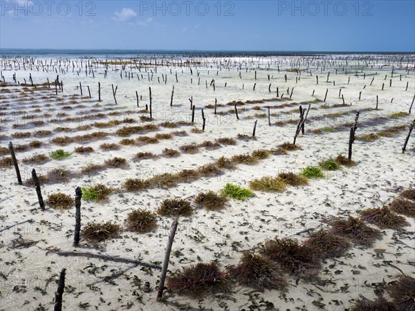 Eucheuma seaweed cultivation