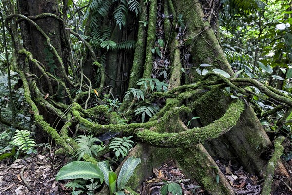 Jungle on the Rio Napo