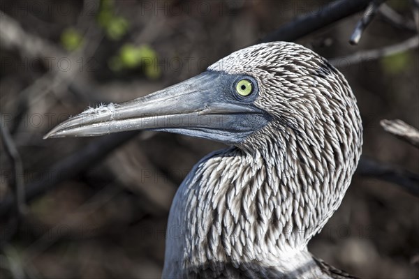 Blue-footed Booby