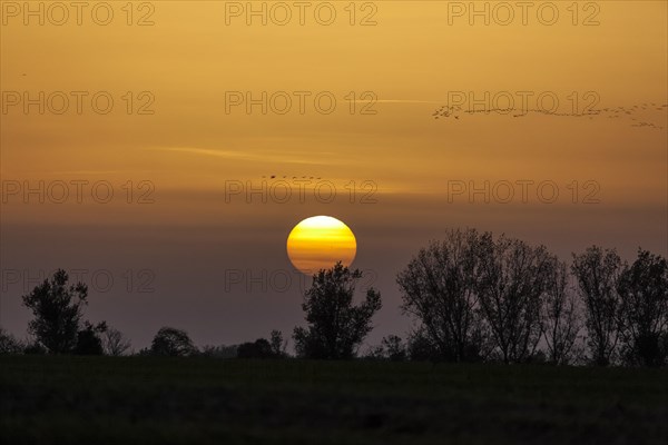 Sunset and cranes