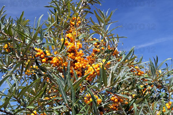 Common sea-buckthorn