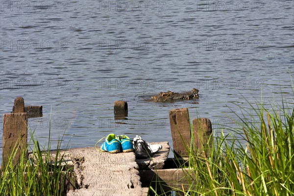 Shoes on jetty in front of which a crocodile is swimming